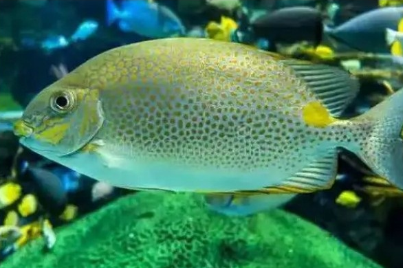 政策解讀｜海關總署關于進口希臘野生水產品檢驗檢疫和獸醫衛生要求的公告